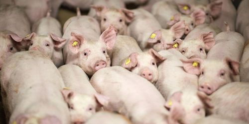 Danmark näst störst på grisköttsexport