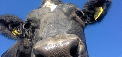 Nytt lyft för Arla-bönder