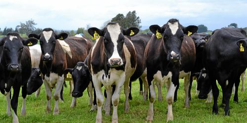 Nya Zeeland inför utsläppsrätter för jordbruket