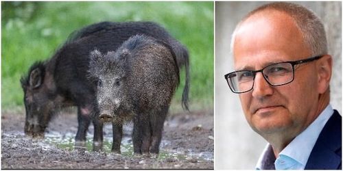 Vildsvinsplågan: ”Inte konstigt om man ger upp”