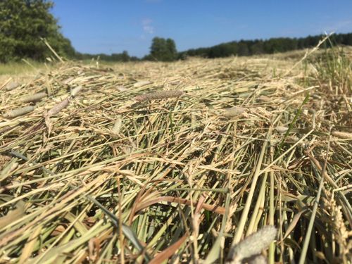 Försvarsmakten ställer också mark till förfogande för bete och vallskörd för att underlätta för lantbrukare som drabbats av torka och foderbrist. Arkivbild.