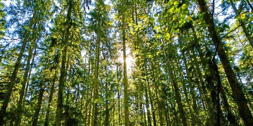 Politisk majoritet vill skydda skogen