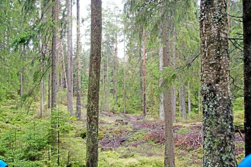 Mer resurser till Skogsstyrelsen