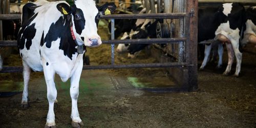 Arla skärper kontrollen på gårdarna