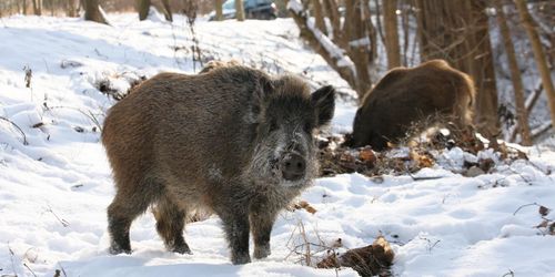 Förslaget: Så ska afrikansk svinpest övervakas