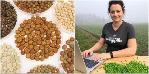 Växtförädling ska ge nya svenska ärtsorter