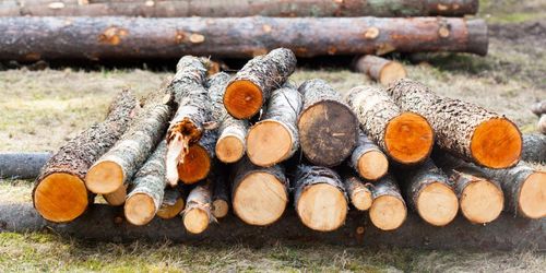 ”Ska skogen bli ett museum?”