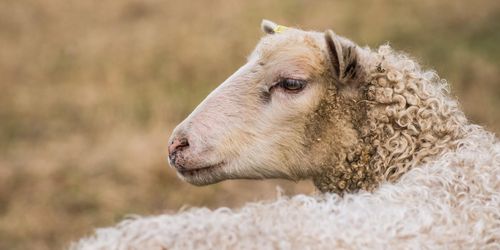 Svår fårsjukdom har nått Sverige