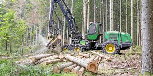 Ökat intresse för att avverka