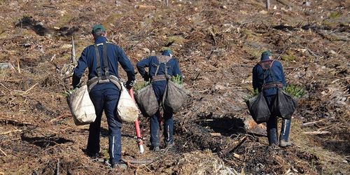 Nu kan skogsarbetare släppas in i Sverige