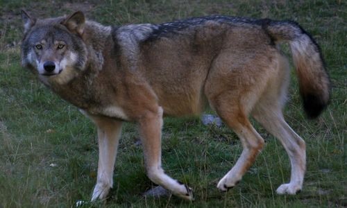 Får dödade i vargattack