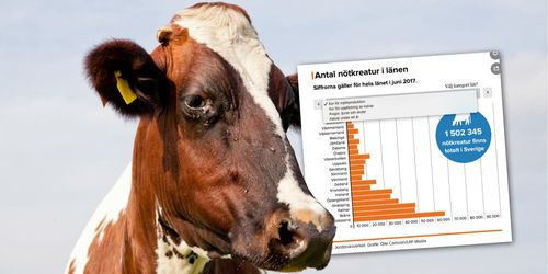 Antalet kor – län för län