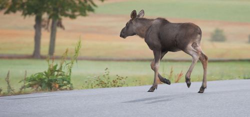 Jägare sköt älgen i Göteborgs innerstad