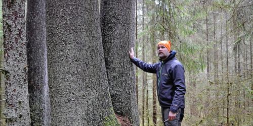 Här finns Sveriges högsta gran