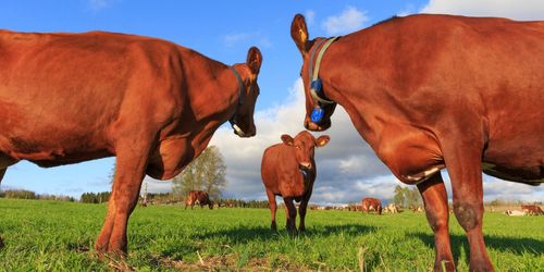 Så ska korna få ut mer av betet när sojan ersätts