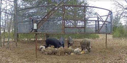 Ny vildsvinsfälla fångar hela flocken
