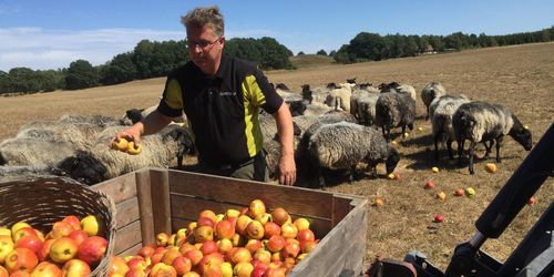 Skänker 30 ton äpplen till djurägare