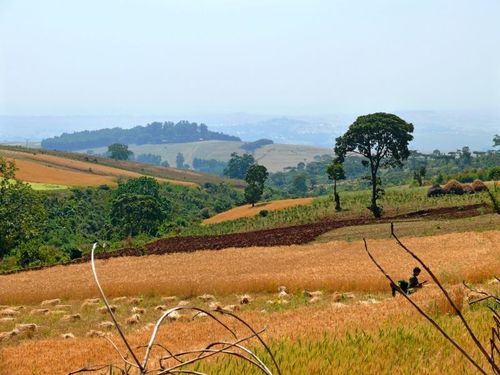 Det är orimligt att EU:s export av mejerivaror slår ut afrikanskt jordbruk, anser Thomas Gunnarson, Familjejordbrukarnas Riksförbund.