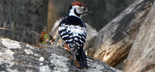 Åtelkameror kan störa hotade arter