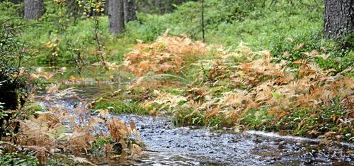 Stor frustration över nyckelbiotoper