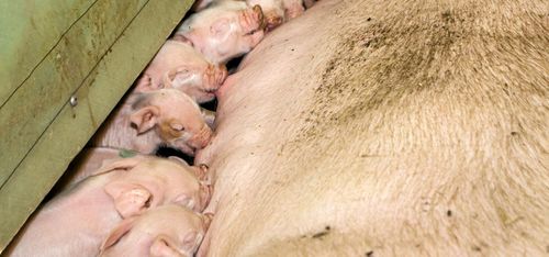 Bristande djurhållning på naturbruksskola