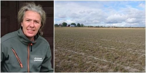 Stor brist på grovfoder: ”Läget är värre än i fjol”