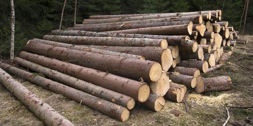 ”Därför har skogen en viktig roll i klimatdebatten”