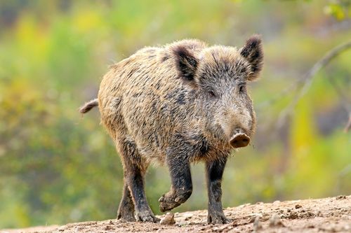 Gör det enklare att sälja vildsvinskött