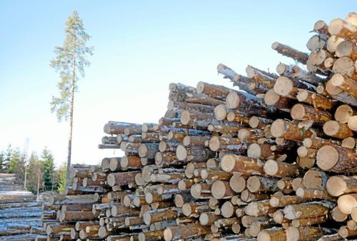 Här ökade avverkningsanmälningarna mest