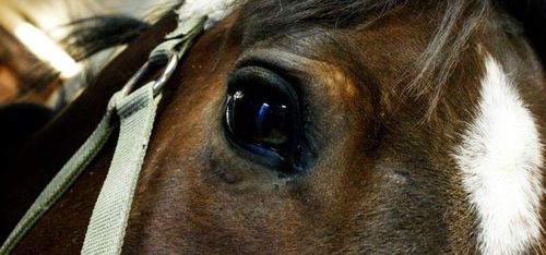 Vittnen fällde polisens krav