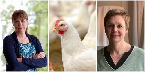 Tre miljoner slaktkycklingar kasserades 2020