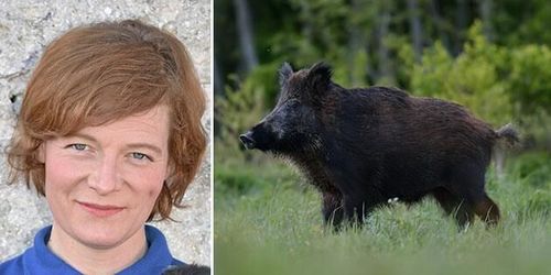 Afrikansk svinpest påverkar oss alla