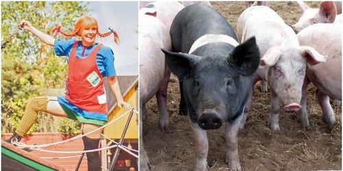 Stängd nöjespark hårt slag mot lokal grisbonde