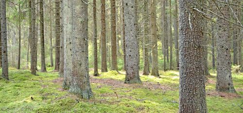Fond vill köpa skog för miljarder