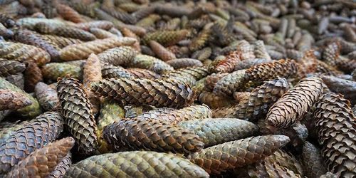 Varm sommar gav bra kottår