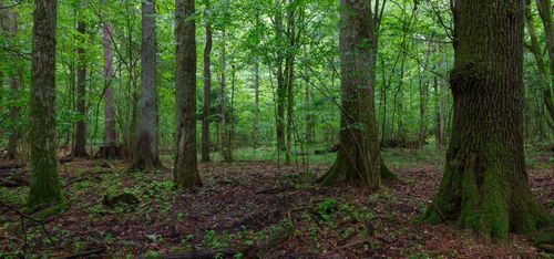 EUs krav: Polen måste sluta avverka