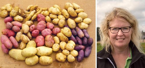 Så mycket bättre än bara en knöl