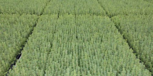 21 miljoner investeras i plantskola