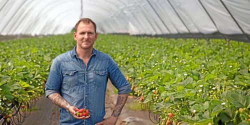 Remonterade plantor lyfter bärodling