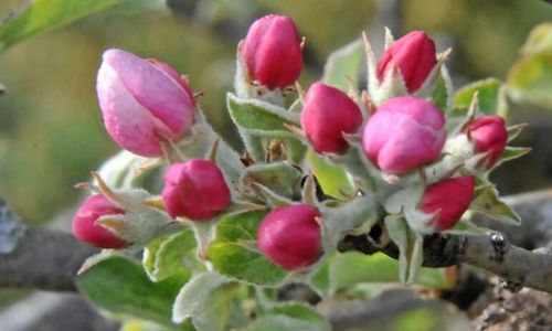 Frost ställer till det i äppelodlingarna