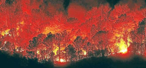 Överraskande rön om skogsbränder