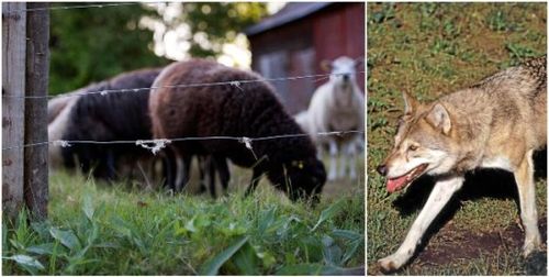 Djurägare varnas efter vargattack