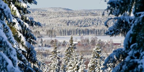 Gör din röst hörd om skogen