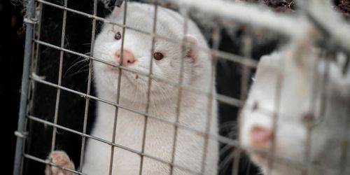 Ajöss till Danmarks sista mink