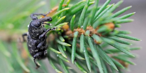 Hormon kan stoppa snytbaggen