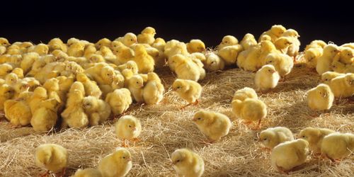 Försäljningen av kycklingar ökar kraftigt i USA