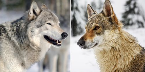 Rapport: Skydd mot vargattacker viktigare än ersättning