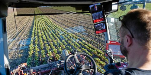 Unik betskörd i februari på Österlen