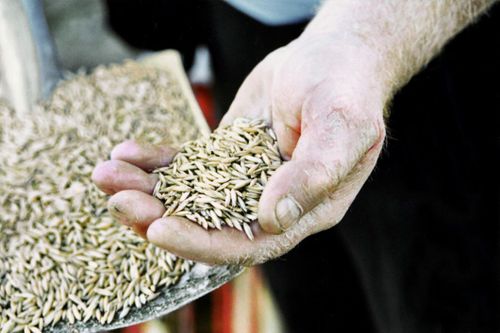 Blött väder höjde DON-halten rejält