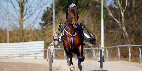 Strid om banveterinär vid travbana till JO
